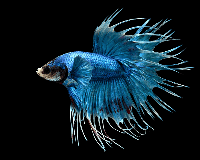 Преглед на Bettas