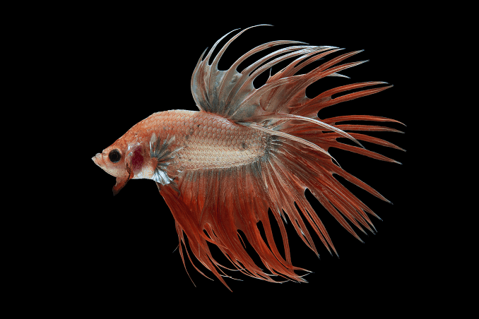 Развъждане на Bettas