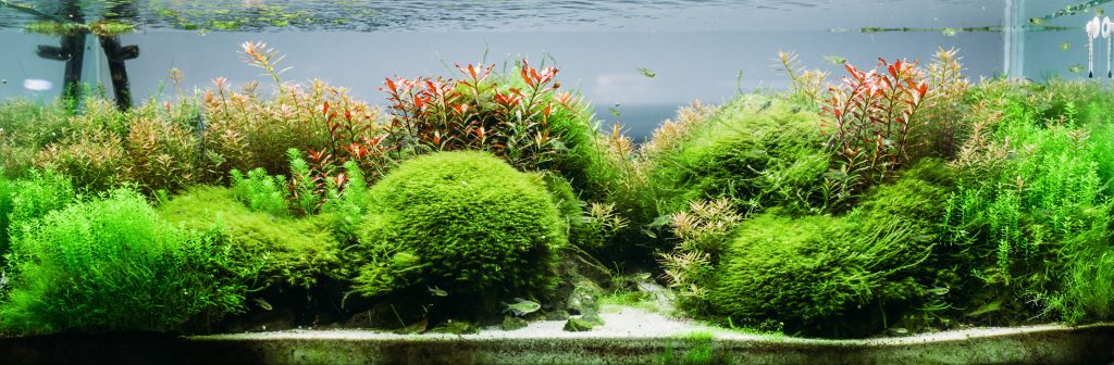 Как да се отървем от водорасли в рибен резервоар