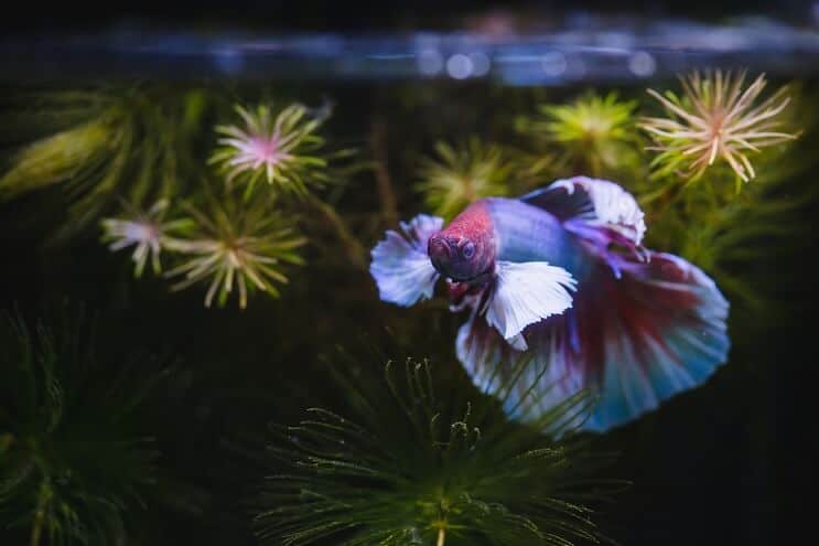 Betta Fish