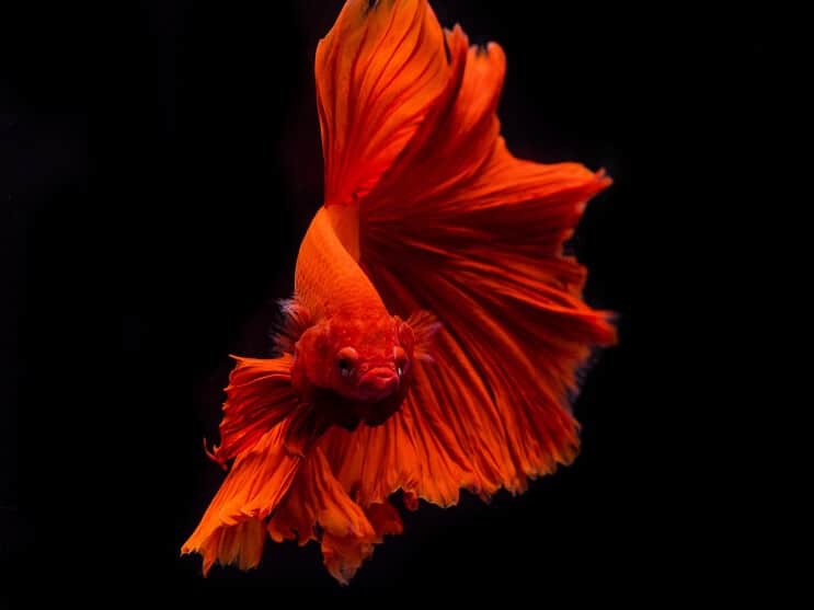 Външен вид на Betta Fish