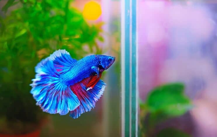 Местообитание на Betta Fish
