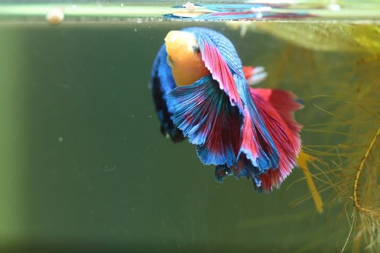 Bettas Развъждане повече