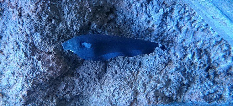 Ghost Knifefish Плуване