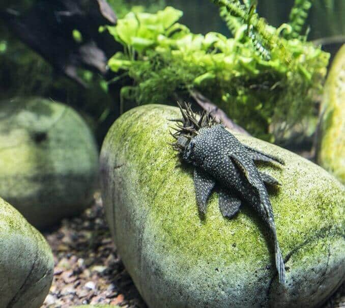 Bristlenose Pleco Външен вид