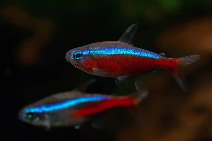Кардинал Tetra Tank Mates