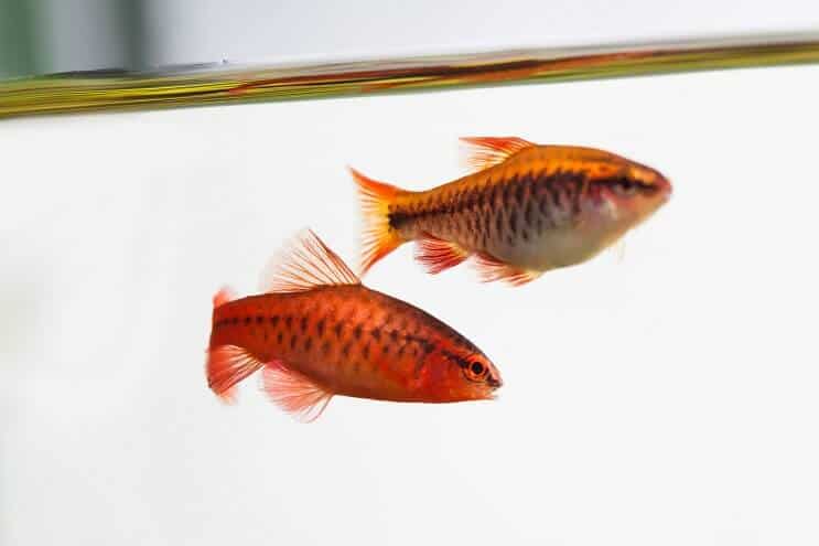 Външен вид Cherry Barb