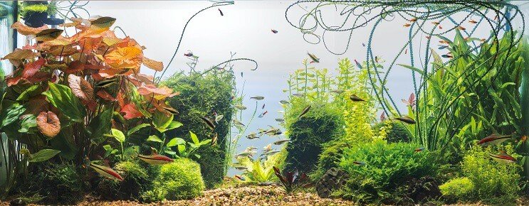 Условия на резервоара за череша