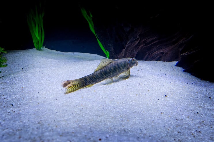 Преглед на китайските водорасли