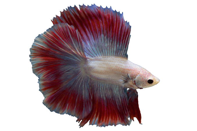 Изисквания на Betta Tank