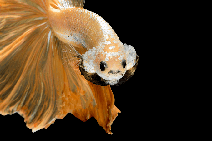 Поява на Crowntail Betta