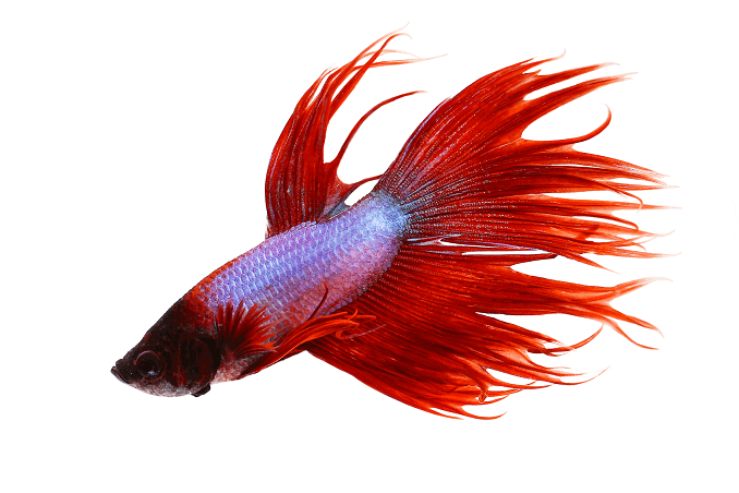 Поведение Crowntail Betta