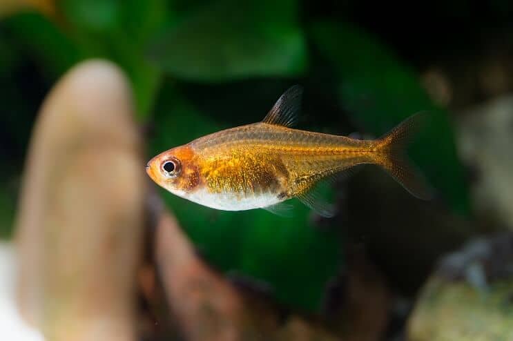 Външен вид на Ember Tetra