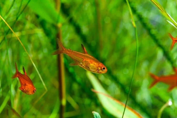 Ember Tetra Плуване