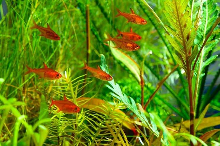 Ембър Tetra Танкове