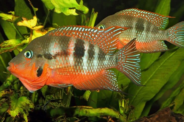 Firemouth Cichlid Мъжки и женски