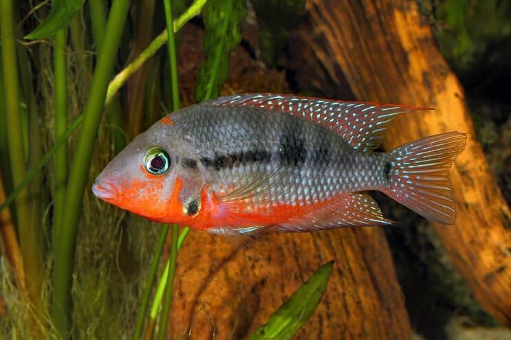 Firemouth Cichlid Плуване
