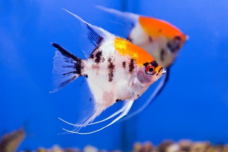 Koi Angelfish