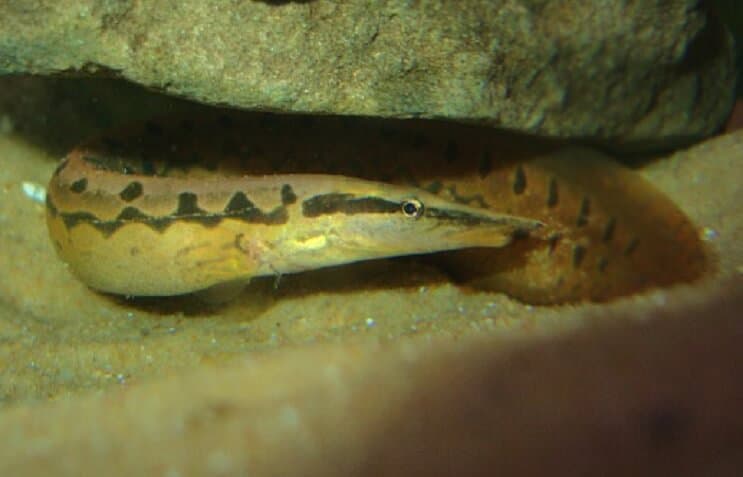 Гума Track Eel