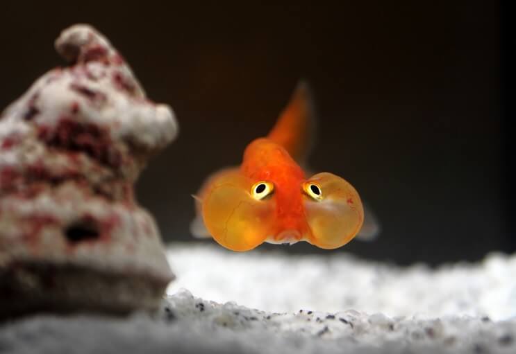 Златна рибка Bubble Eye