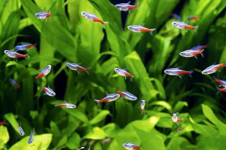 Неон Tetra Shoal
