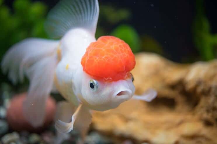 Грижа за златната рибка Oranda