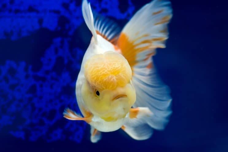 Oranda Goldfish Плуване