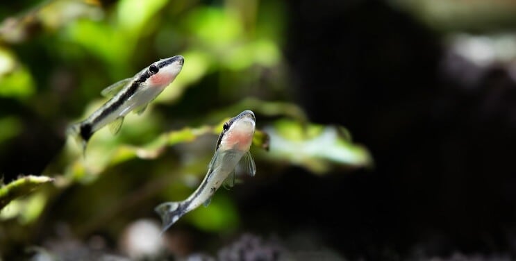 Otocinclus Плуване