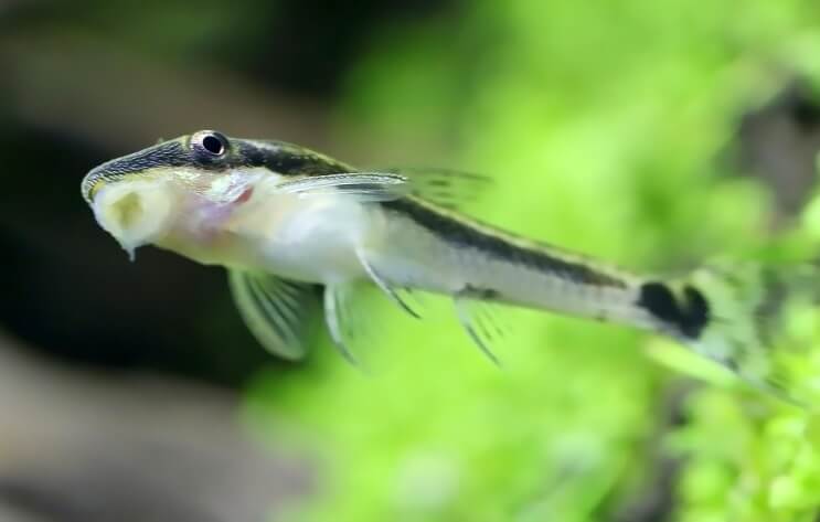 Otocinclus остана на резервоара