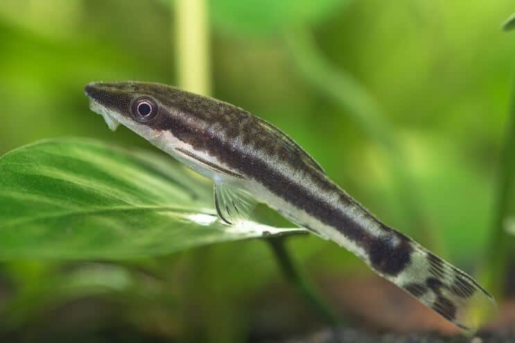 Грижа за Otocinclus