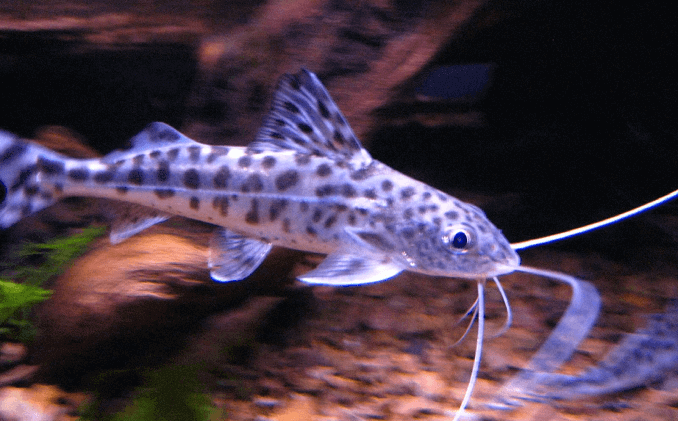 Външен вид на сом Pictus