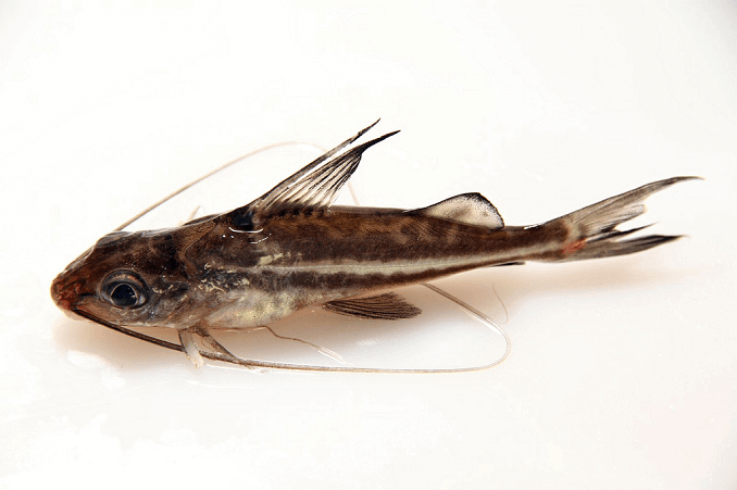 Сом Pictus