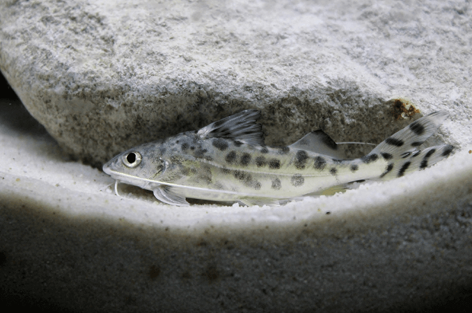Плуване на сом Pictus
