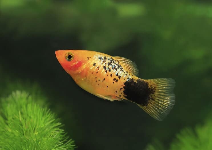 Xiphophorus maculatus