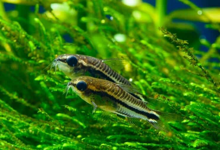 Общ преглед на Pygmy Cory