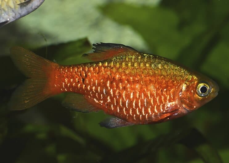 Грижа за Rosy Barb