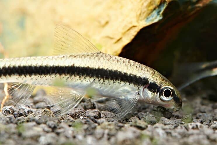 Хранене на сиамски водорасли