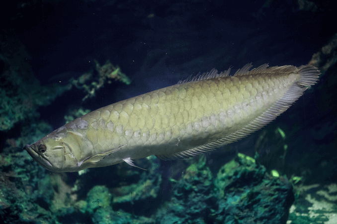 Външен вид на сребърна Arowana