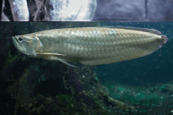 Сребърна Arowana в резервоар