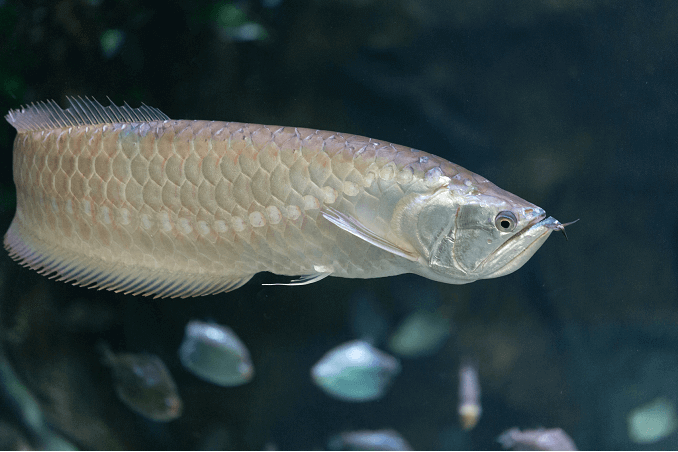 Плуване в сребро Arowana