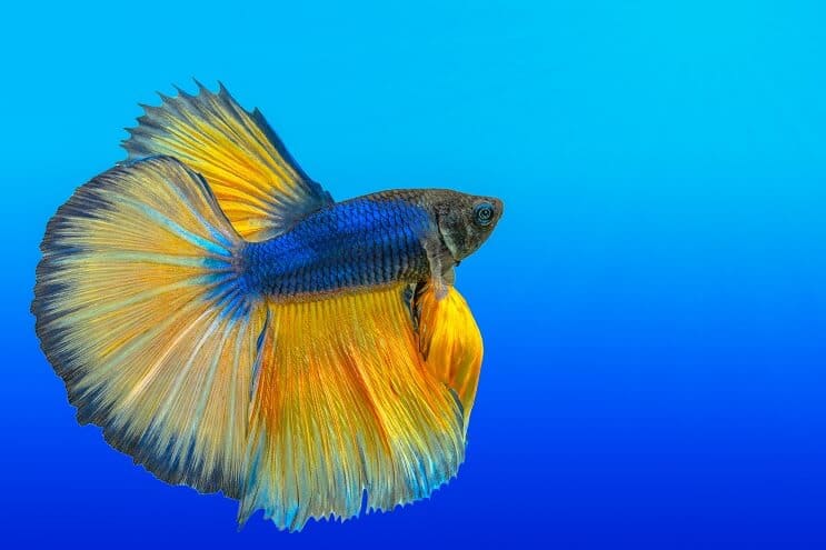 Как да се грижим за Bettas