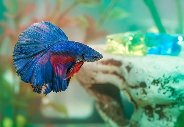 Betta Fish Болест