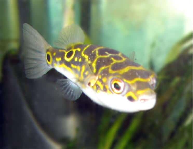 Фигура 8 Puffer Fish
