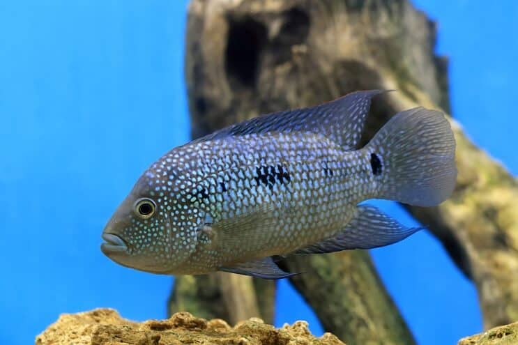 Общ преглед на Тексас Cichlid