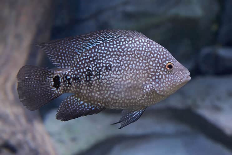 Външен вид на Тексас Cichlid