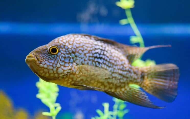 Местообитание на Тексас Cichlid
