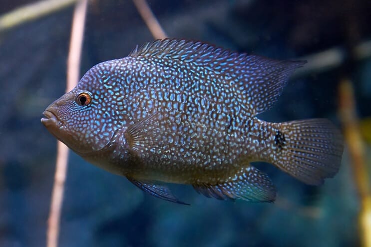Тексас Cichlid Care