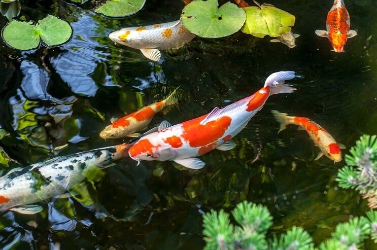 Koi риба
