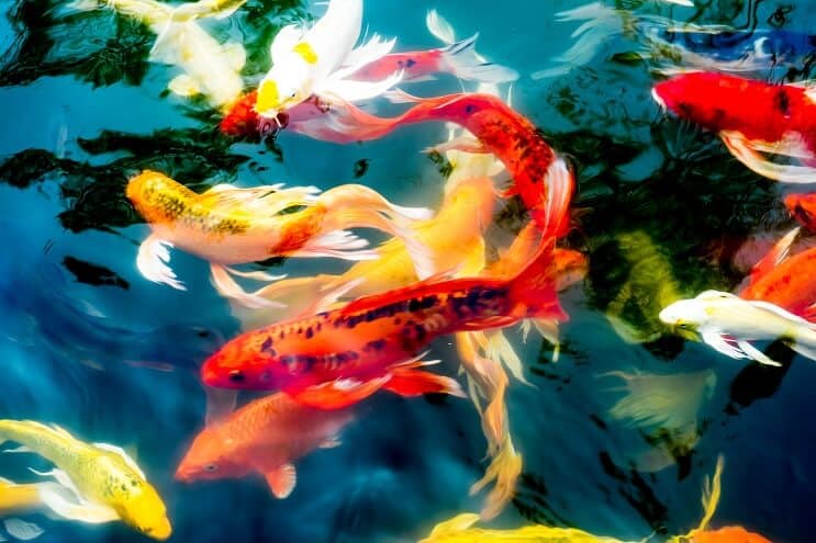 Видове риби Koi