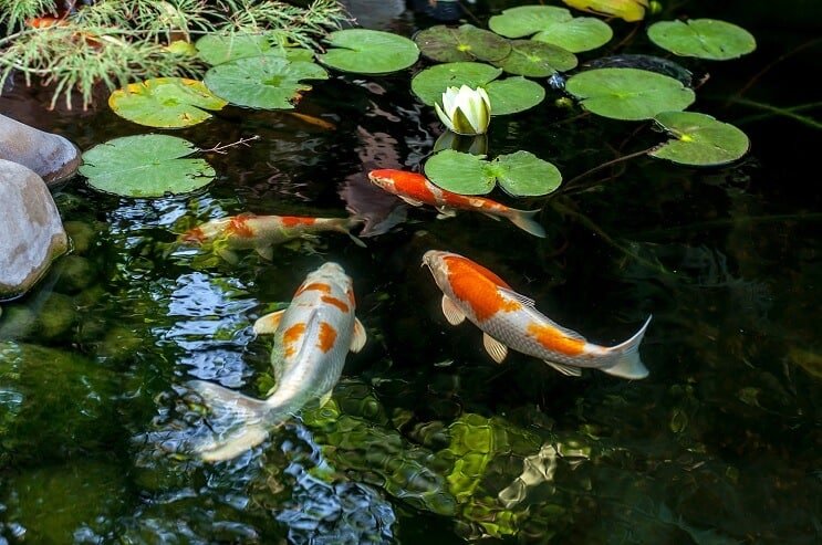 Местообитание на Koi Fish